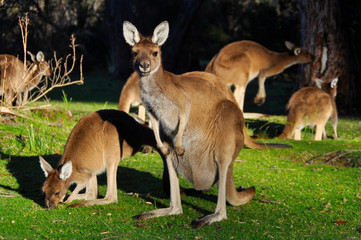 Naklejka na ściany i meble A group of kangaroos feeding on bark and grass