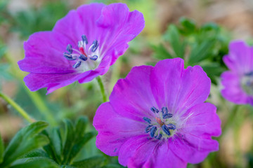 macro view of purple flowers in the garden