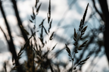 Obraz premium grass in the wind