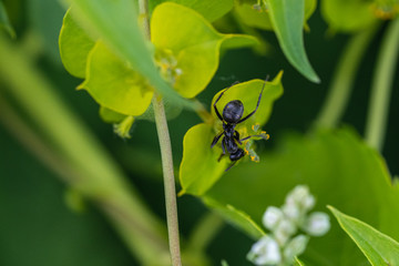 Fototapeta premium Ant on a Green Flower with Pollen on It