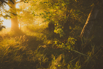 Fototapeta premium sunset in the forest