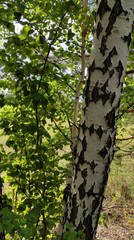 Fototapeta premium birch tree trunk