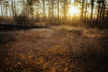 morning in the forest