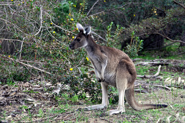 Naklejka na ściany i meble A young kangaroo joey in the bush