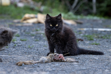 kitten with prey