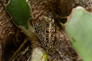 Mariposa Bonita