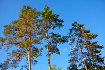 Tall pines against blue sky  . Evergreen trees