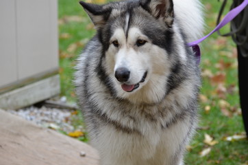 alaskan malamute dog