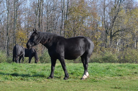 horse in the field
