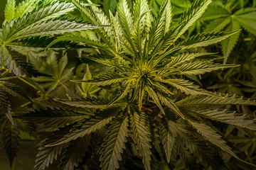 Beautiful medical marijuana leaves in a greenhouse.