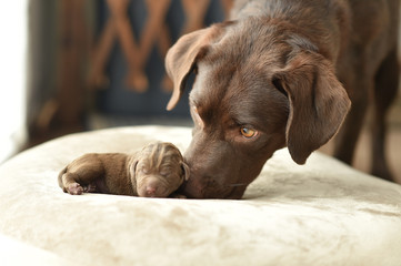赤ちゃんのお世話をするラブラドールレトリバーの母