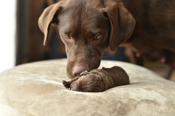 生まれたばかりのラブラドールレトリバーの赤ちゃん