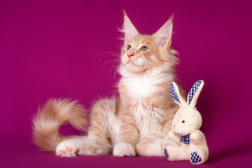 Kitten. Lovely big white maine coon pussy cat with a toy on fuchsia color background in studio.