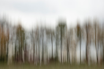 Motion blurred foliage