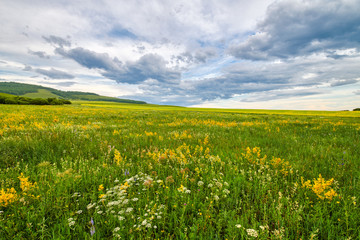 The wild flowers and cloudscape in summer grassland of Hulunbuir  of  China.