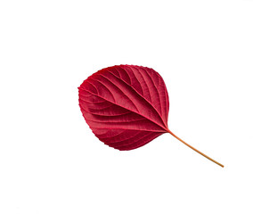 Red leaf isolated on white background.