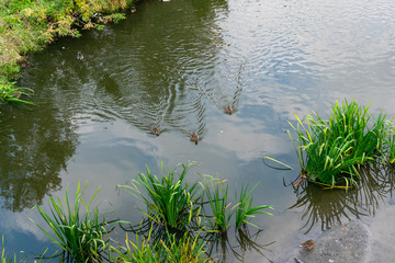 lake in the forest with duks
