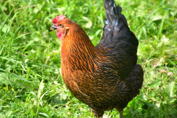 Rooster on the Farm