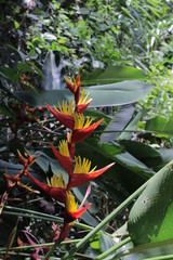 Plants of the brazilian rainforest