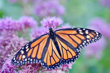 Topview of a Monarch butterfly (Danaus plexippus) with open wings and feeding on the tiny pale pink flowers of Joe-Pye Weed (Eupatorium purpureum).  Closeup.  Copy space.