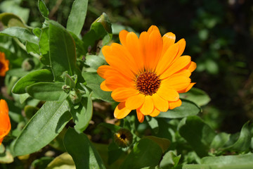 Ringelblume im Garten