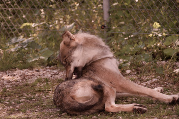 wolf sitting in the grass
