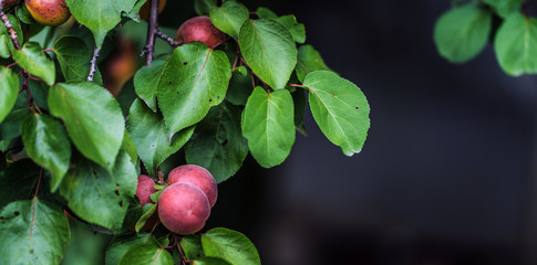 Close up of branches of apricot in garden. Apricots growing on tree in summertime. Concept of organic products and eco-friendly lifestyle.