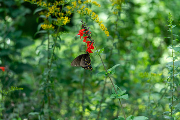 butterfly on a plant