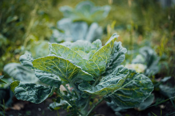 Close-up of cabbage. Cabbage grows in the garden.