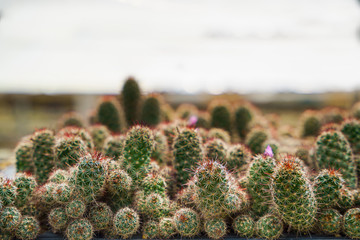 cactus pot plants in tropical plants nursery and farm