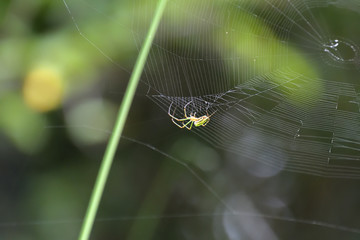シロカネグモと、蜘蛛の巣