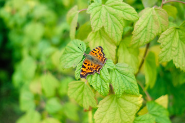 The butterfly sits on the leaves of the bushes in summer.