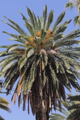 Fototapeta na wymiar Palm tree and sky with birds in a electrical line.