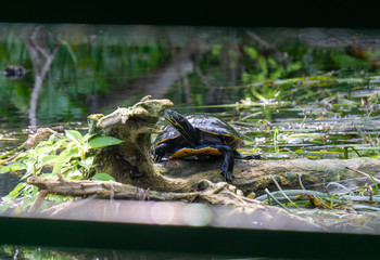tortoise