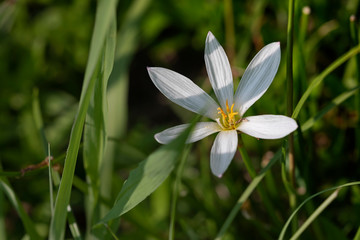 Obraz premium 夏水仙