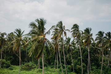 Fototapeta na wymiar windy palm trees