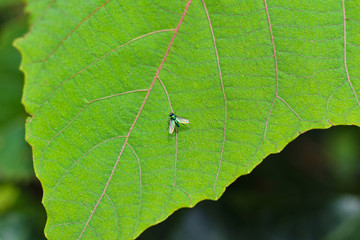 緑色に光るアシナガバエ