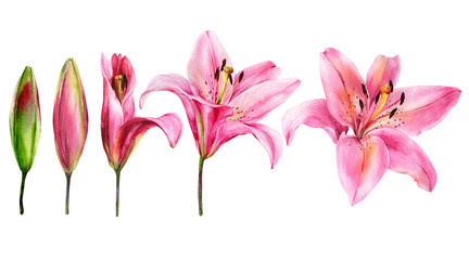 Watercolor lily, elegant pink lilly flower on an isolated white background, watercolor hand drawn flower, stock illustration.  © Maya