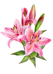 Elegant lily bouquet, pink lilies on an isolated white background, watercolor stock illustration.	Greeting card, post card, decor.