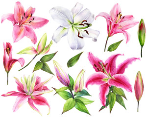 Hand drawn elegant lilies, white, pink lily flowers on an isolated white background, watercolor flower, stock illustration, big collection, set. - obrazy, fototapety, plakaty