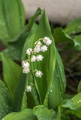 Obraz premium Convallaria