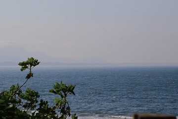 tree and sea