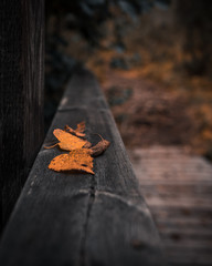 autumn leaves on a wooden background