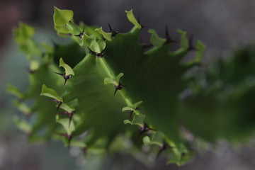 Euphorbias Abyssinian cactus in natural lighting