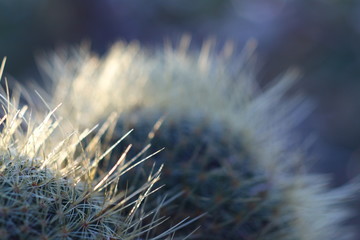 round cactus in natural lighting