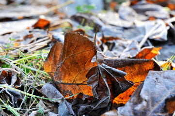 冬に霜が降りた枯葉