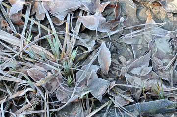 冬に霜が降りた枯葉