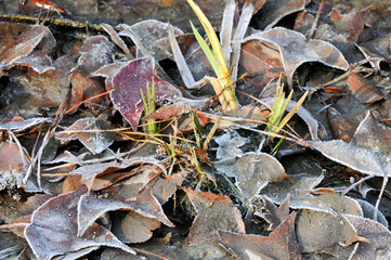冬に霜が降りた枯葉