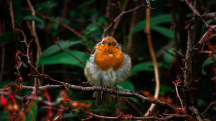 Robin In Tree