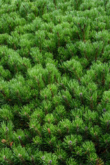 Closeup of evergreen pine shrub as a nature background
